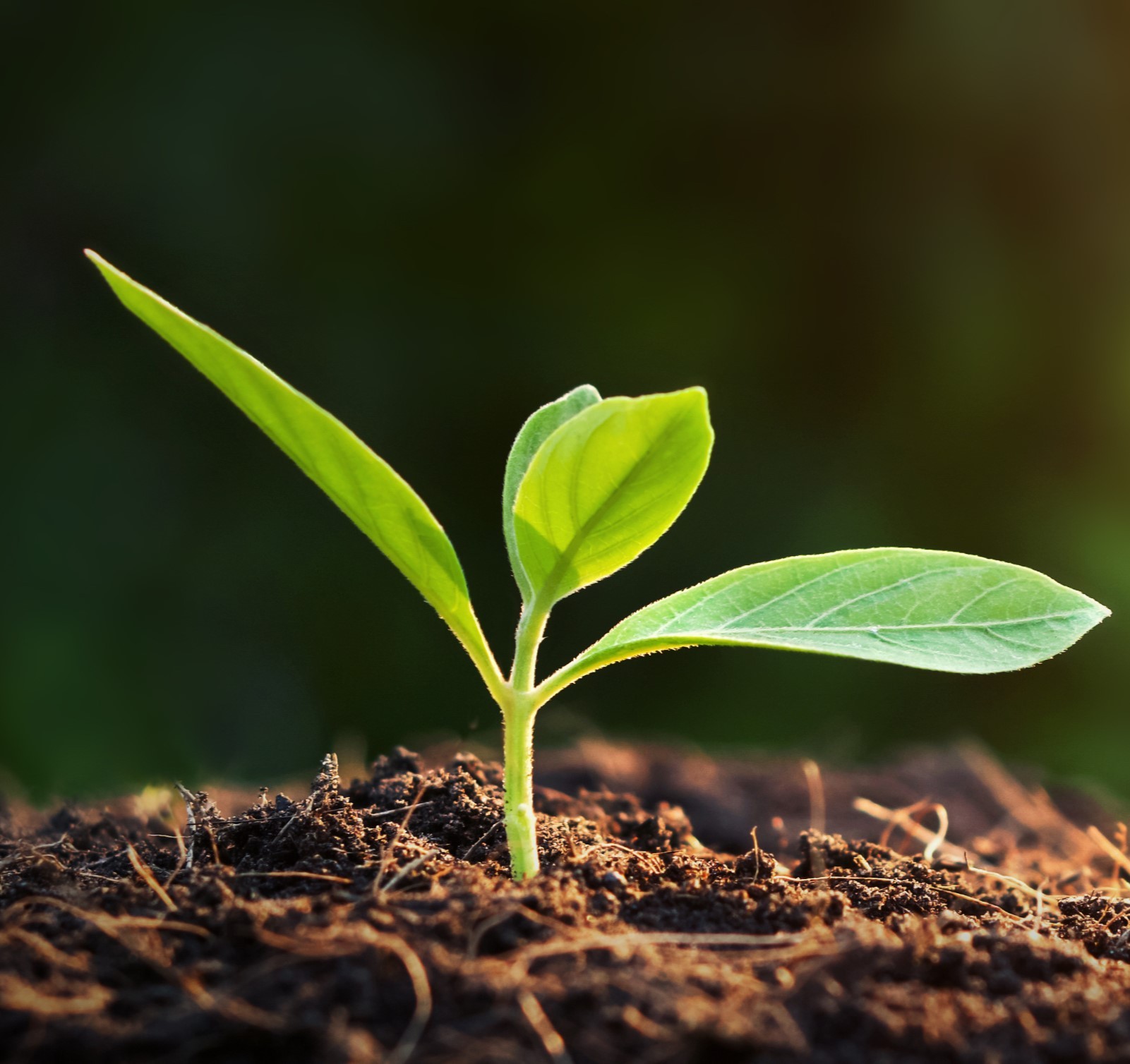 Young plant sprouting from the earth
